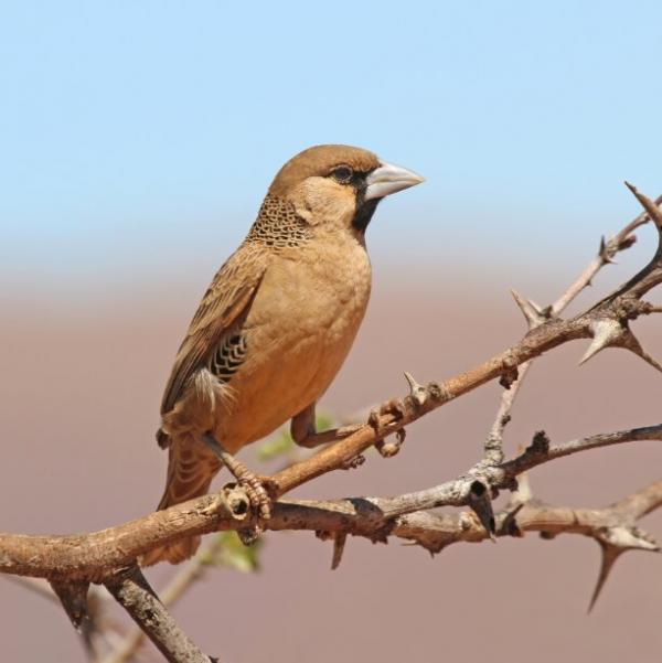 پرندگان پرندگان,دروغ گویی پرندگان به حیوانات دیگر