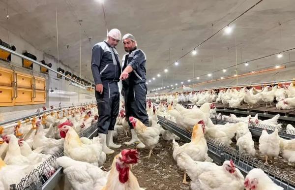 مرغ,جوجه‌ریزی