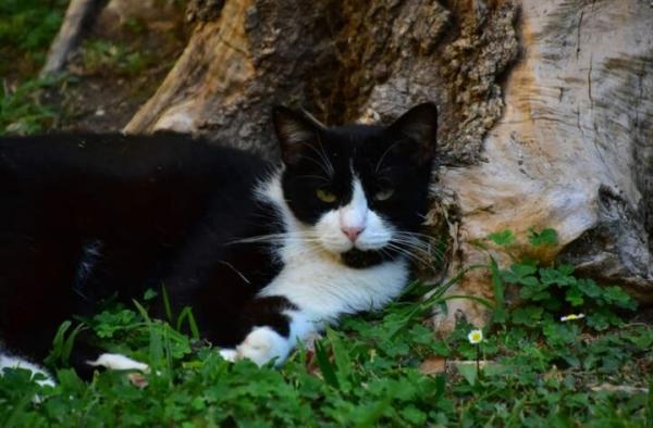 گربه,سفر ۵ ماهه گربه زبل از اسپانیا به فرانسه