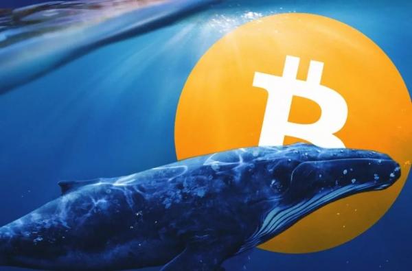 بیت کوین,نهنگ بیت کوین