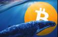 بیت کوین,نهنگ بیت کوین