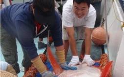 ماهی,تنها ماهی خون‌گرم دنیا