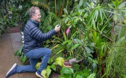 گیاهان,گفتگو گیاهان