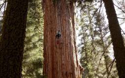 درخت,غول‌پیکرترین موجود زنده