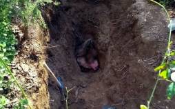 افشای جنایت عاشقانه در تهران | جسد سوخته پس از 4 سال کشف شد قتل در تهران,افشای جنایت عاشقانه در تهران