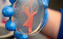 گیاهان,باکتری مضر برای گیاهان