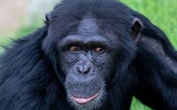 میمون,تخیل در میمون