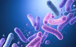 پروبیوتیک‌,تقویت مغز و حافظه با پروبیوتیک‌