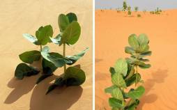 چین در صحرا لاستیک میکارد کاشت لاستیک در صحرا,درخت های تولید کننده لاستیک