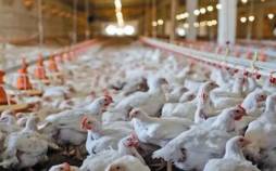 مرغداری,خطر ورشکستگی صنعت مرغداری