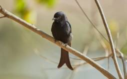 پرندگان,دروغ گویی پرندگان به حیوانات دیگر