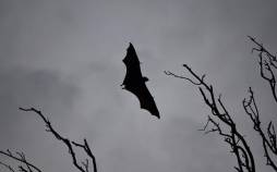 ویروس نیپا,مرگ زنی در بنگلادش بر اثر ویروس نیپا