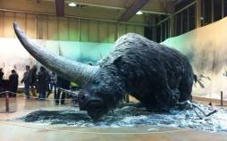 تک شاخ سیبری,سرنوشت عجیب تک شاخ سیبری