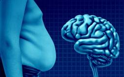 چربی,چربی عامل کوچک شدن مغز