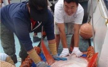 ماهی,تنها ماهی خون‌گرم دنیا