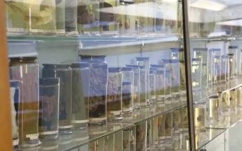 ویروس سرماخوردگی,کشف قدیمی‌ترین ویروس سرماخوردگی جهان