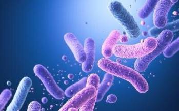 پروبیوتیک‌,تقویت مغز و حافظه با پروبیوتیک‌