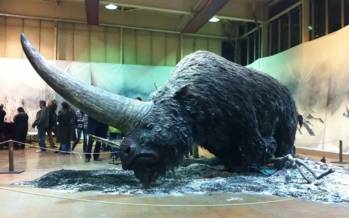 تک شاخ سیبری,سرنوشت عجیب تک شاخ سیبری