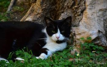 گربه,سفر ۵ ماهه گربه زبل از اسپانیا به فرانسه