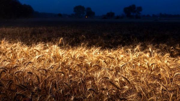 جهان در آستانه بحران غذا,بحران غذا