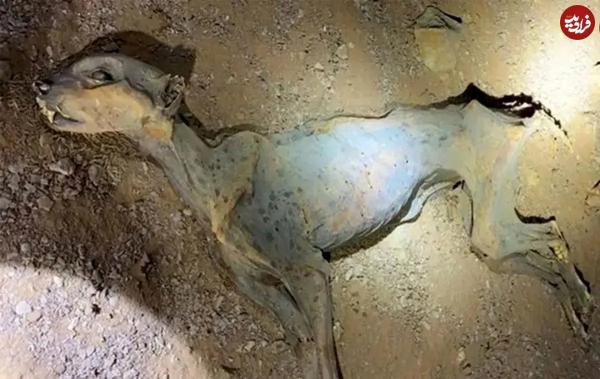 مومیایی مومیایی,مومیایی طبیعی یوزپلنگ