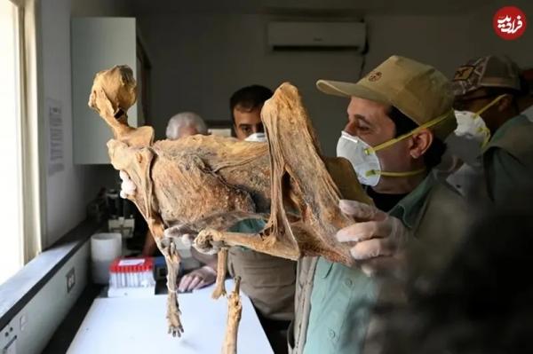 مومیایی مومیایی,مومیایی طبیعی یوزپلنگ