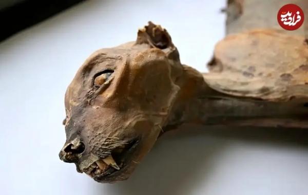 مومیایی مومیایی,مومیایی طبیعی یوزپلنگ