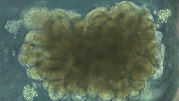 مینیمغز مینیمغز,ساخت مینی مغز توسط دانشمندان