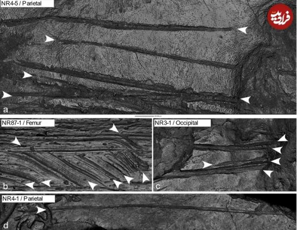 غار,خوردن مغز انسان‌ها در غار
