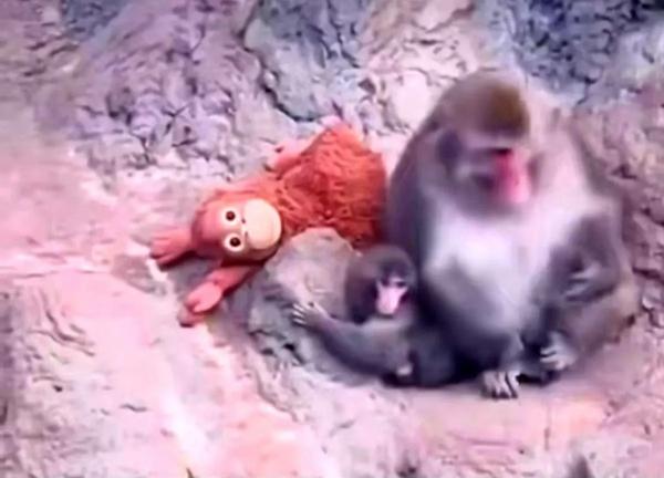 میمون,میمون یتیم