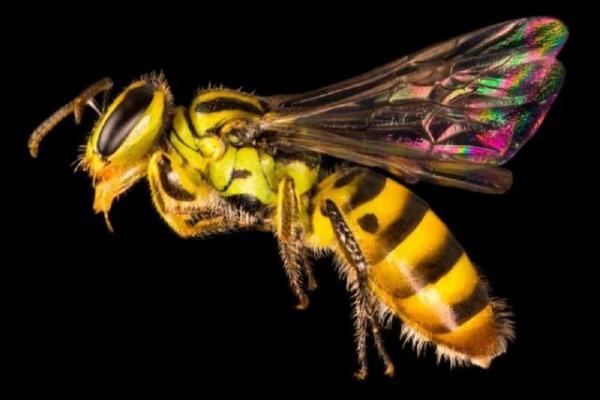 زنبور,گونه های زنبور
