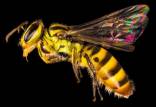 زنبور,گونه های زنبور