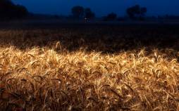 جهان در آستانه بحران غذا,بحران غذا