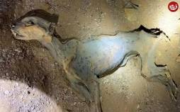 کشف «مومیایی طبیعی یوزپلنگ» در غارهای شمال عربستان مومیایی,مومیایی طبیعی یوزپلنگ