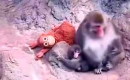 میمون,میمون یتیم