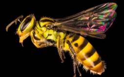 زنبور,گونه های زنبور