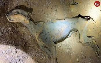 مومیایی,مومیایی طبیعی یوزپلنگ