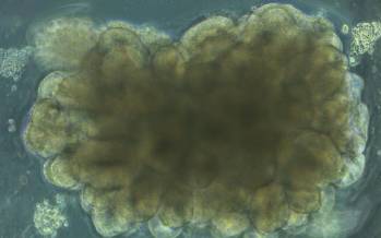 مینی‌مغز,ساخت مینی مغز توسط دانشمندان