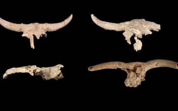 معبد مخوف نئاندرتال‌ها در قلب اسپانیا,نئاندرتال‌ها