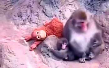 میمون,میمون یتیم