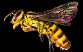 زنبور,گونه های زنبور