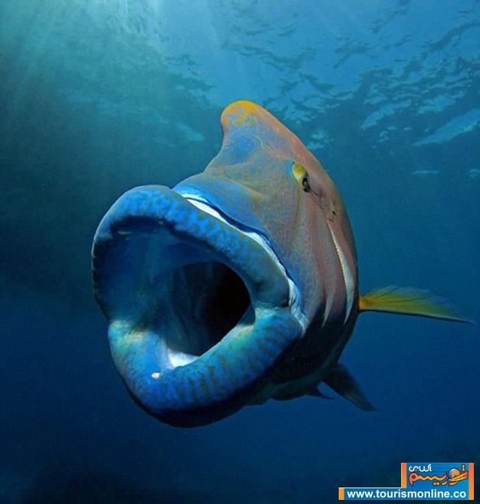 تصاویر غول پیکرترین ماهی صخره,عکس های غول پیکرترین ماهی صخره ,غول پیکرترین ماهی صخره,عکس های غول پیکرترین ماهی رد آبهای مرجانی استرالیا