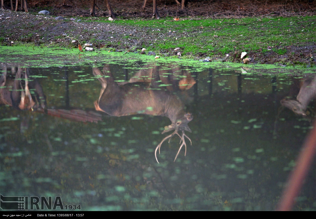 تصاویر زیستگاه گوزن بومی,عکس مرال های جنگل قرق گرگان, تصویر مرال های جنگل قرق گرگان