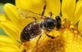 اخبار علمی,خبرهای علمی,طبیعت و محیط زیست,زنبور