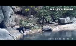 شامپانزه ها ماهیگیری می کنند