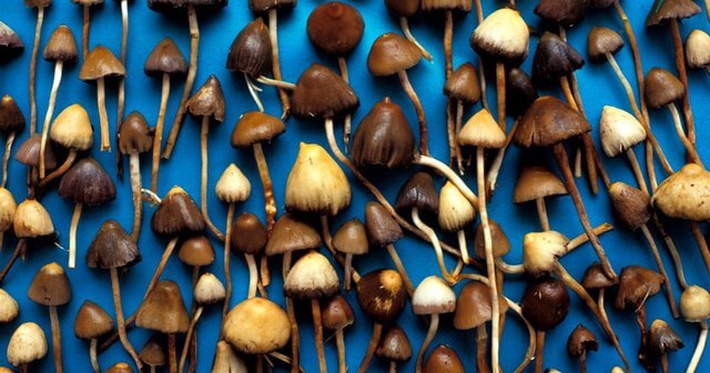 قارچ،تازه های پزشکی،خبرهای پزشکی،اخبار پزشکی اخبار پزشکی,خبرهای پزشکی,تازه های پزشکی,قارچ