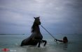 عکس حمام اسب,تصاویر حمام کردن اسب, عکس های حمام اسب در دریای کارائیب