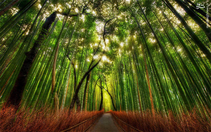 جنگل زیبای بامبو,اخبار جالب,خبرهای جالب,خواندنی ها و دیدنی ها