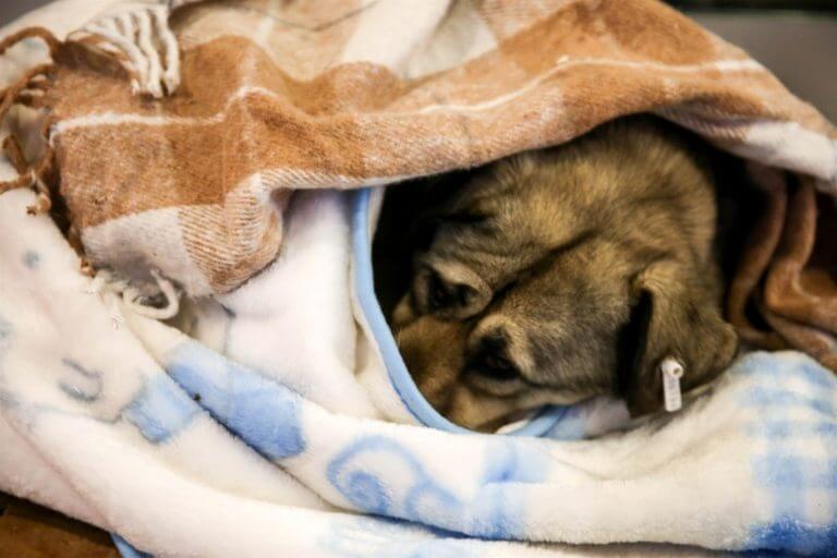 اخبار جالب,خبرهای جالب,خواندنی ها و دیدنی ها,مراقبت از سگهای بی خانمان در سرمای ترکیه