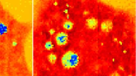 اخبار پزشکی,خبرهای پزشکی,تازه های پزشکی,سلول